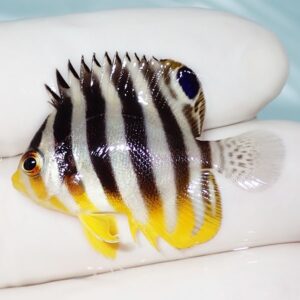 Small tropical striped fish with black and white bands and bright yellow fins, held by gloved fingers.