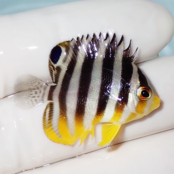 【現物29】シマヤッコ 3.5cm±! 海水魚 生体 15時までのご注文で当日発送(t111(t207