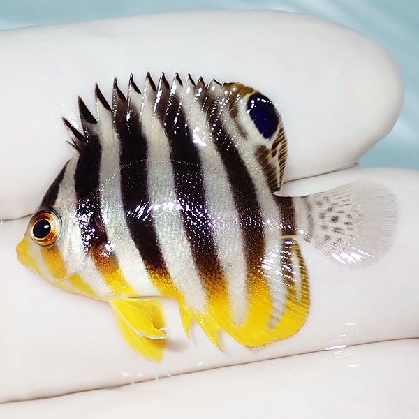 【現物29】シマヤッコ 3.5cm±! 海水魚 生体 15時までのご注文で当日発送(t111(t207