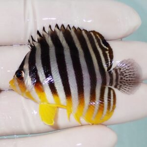 Small tropical fish with black and white vertical stripes and yellow fins, held on a gloved hand.