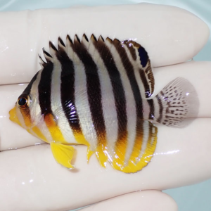Small tropical fish with black and white vertical stripes and bright yellow fins held in a hand.