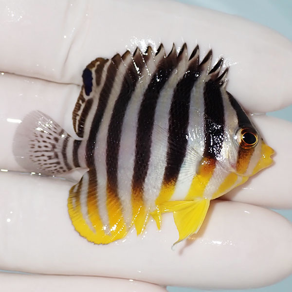 【現物16】シマヤッコ 5cm±! 海水魚 生体 15時までのご注文で当日発送(t111(t207