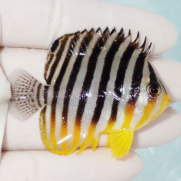 【現物17】シマヤッコ 6cm±! 海水魚 生体 15時までのご注文で当日発送(t111(t207