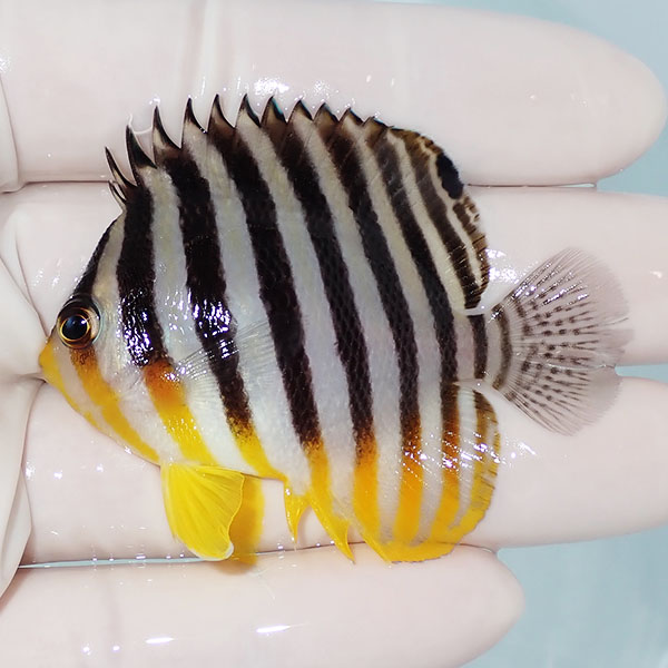 【現物17】シマヤッコ 6cm±! 海水魚 生体 15時までのご注文で当日発送(t111(t207
