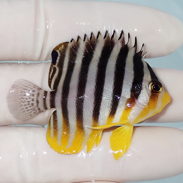 【現物18】シマヤッコ 5.2cm±! 海水魚 生体 15時までのご注文で当日発送(t111(t207