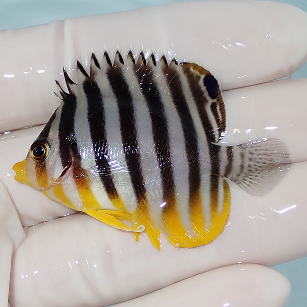 【現物18】シマヤッコ 5.2cm±! 海水魚 生体 15時までのご注文で当日発送(t111(t207