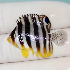 Striped tropical fish with black vertical bands and bright yellow fins resting on a white surface.