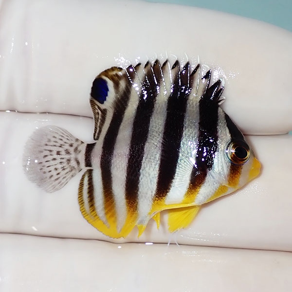 【現物53】シマヤッコ 3.5cm±! 海水魚 生体 15時までのご注文で当日発送(t111(t207
