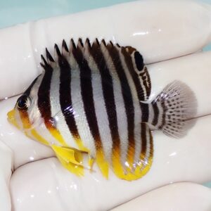 Small striped tropical fish with black and white vertical bands and yellow fins, held in a gloved hand.