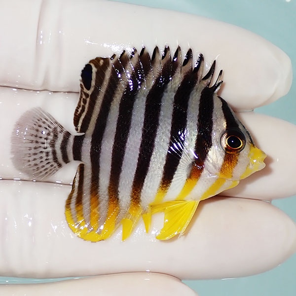 【現物52】シマヤッコ 5cm±! 海水魚 生体 15時までのご注文で当日発送(t111(t207