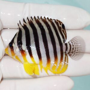 Small tropical fish with bold black-and-white vertical stripes and yellow fins held by gloved hands.