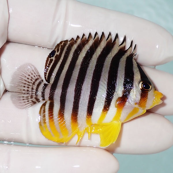 【現物21】シマヤッコ 5.5cm±! 海水魚 生体 15時までのご注文で当日発送(t111(t207