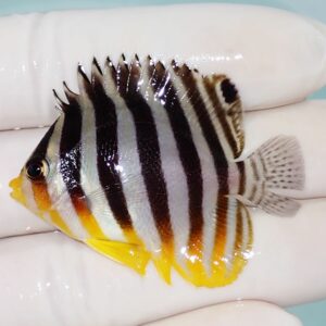 Striped reef fish with bold black vertical bands and yellow dorsal and anal fins being held in a gloved hand