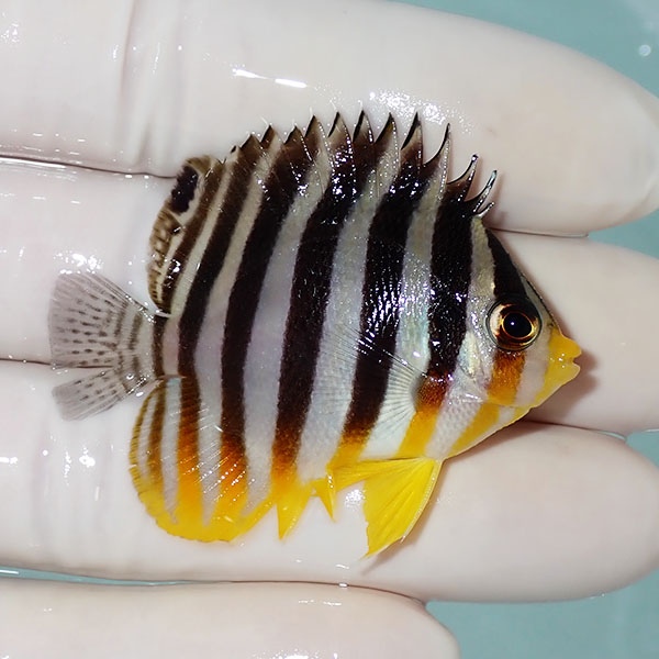 【現物51】シマヤッコ 5cm±! 海水魚 生体 15時までのご注文で当日発送(t111(t207