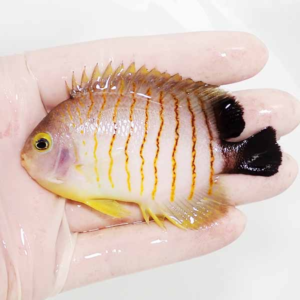 Small yellow tropical fish with orange vertical stripes held in a gloved hand.