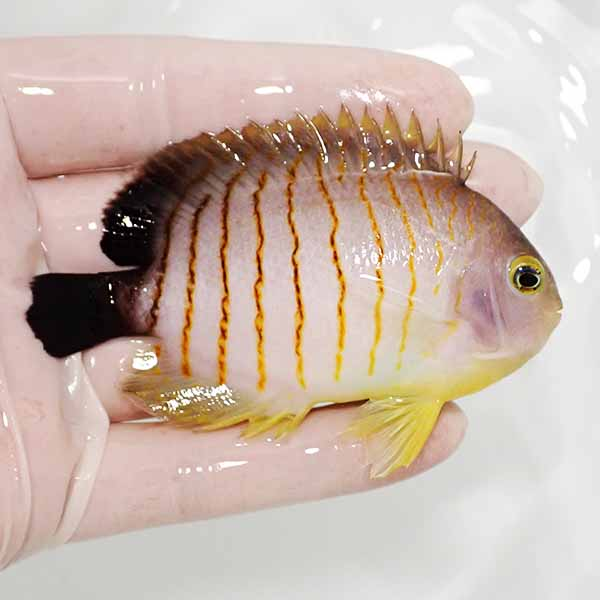 【現物1】スレ有り エイブリーエンゼル 9cm± !海水魚 生体 15時までのご注文で当日発送(t111(t207