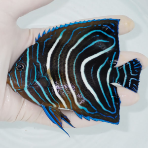 Small tropical angelfish with black body and bright electric blue and white stripes held in a hand.