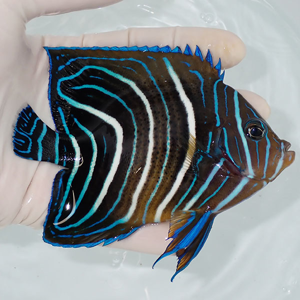 【現物2】サザナミヤッコ 12cm± !海水魚 生体 15時までのご注文で当日発送(t111(t207