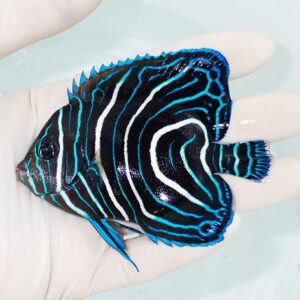 Small tropical fish with electric blue and white stripes held in a person's hand.