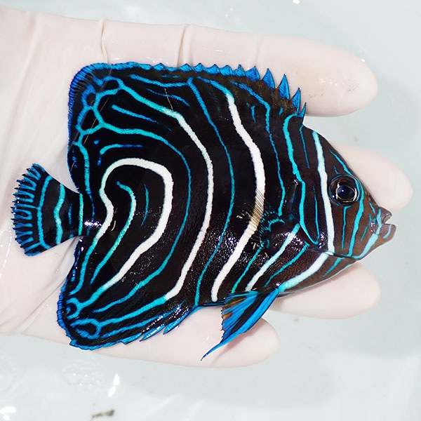 【現物3】サザナミヤッコ 9.5cm± !海水魚 生体 15時までのご注文で当日発送(t111(t207