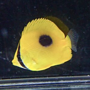 Yellow butterflyfish with a large black spot on its body, swimming in dark water inside a tank/reef setting.
