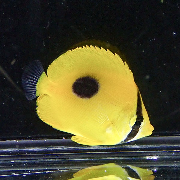 トノサマダイ 4-6cm±!  海水魚 チョウチョウウオ 15時までのご注文で当日発送(t114