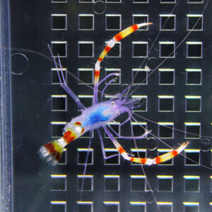 Transparent purple shrimp with orange-and-white striped tail against a grid-pattern background in a tank. The creature clings to the surface with long antennae and legs visible.