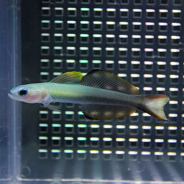 クロユリハゼ 3匹セット  !海水魚 生体 餌付け済 15時までのご注文で当日発送(t121