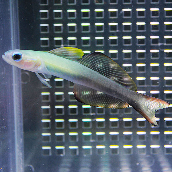 クロユリハゼ 3匹セット  !海水魚 生体 餌付け済 15時までのご注文で当日発送(t121