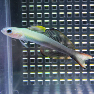Tropical fish with iridescent green body and large rounded fins swimming in a glass tank against a perforated grid background