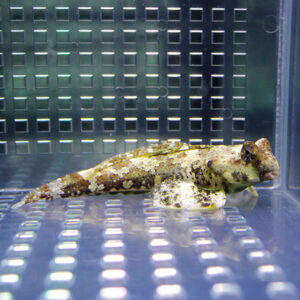 Small mottled brown-and-white fish resting on the bottom of a clear aquarium with a perforated metal back panel.