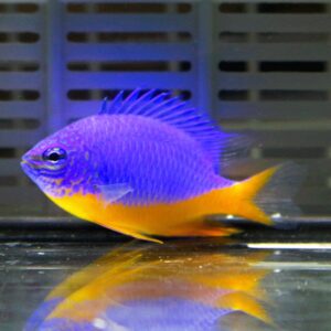 Colorful tropical fish with a vivid blue-purple body and bright yellow tail swimming in an aquarium.