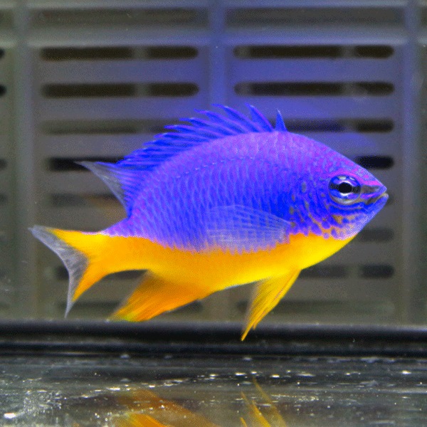 ロイヤルダムゼル 3-4cm !海水魚 生体 餌付け済 15時までのご注文で当日発送(t117