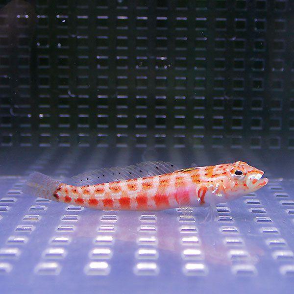 ハワイトラギス ３匹セット 4-6cm±! 海水魚 ハゼ 餌付け 15時までのご注文で当日発送(t121