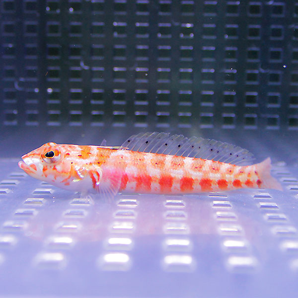 ハワイトラギス ３匹セット 4-6cm±! 海水魚 ハゼ 餌付け 15時までのご注文で当日発送(t121