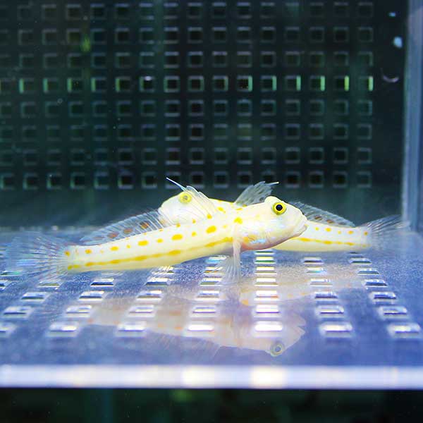 オトメハゼ3匹セット!  海水魚 ハゼ 15時までのご注文で当日発送(t121