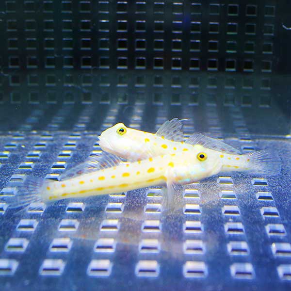 オトメハゼbig 10-12cm±  !海水魚 ハゼ 餌付け 15時までのご注文で当日発送(t121