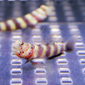 Colorful small reef fish (mandarin dragonet) with red, yellow, and white bands resting on a perforated surface in an aquarium; long fins and delicate pattern visible.