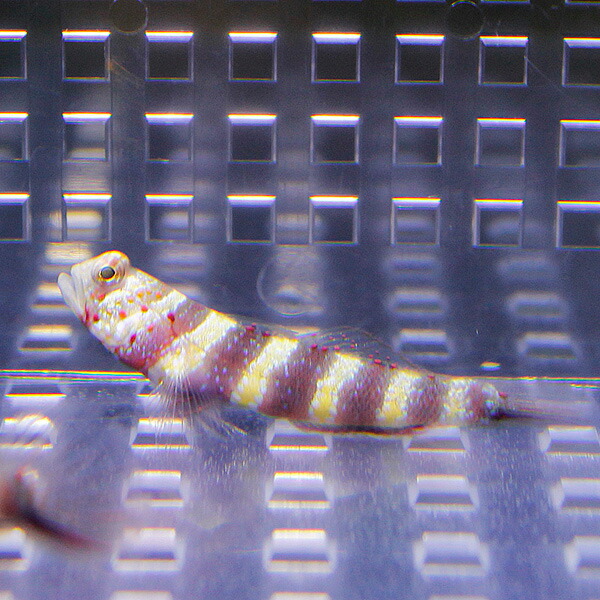 クビアカハゼ ５匹 4-6cm± 海水魚 ハゼ!【餌付け】15時までのご注文で当日発送(t121