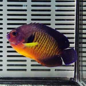 Colorful tropical fish with purple head, orange belly and yellow stripes swimming in an aquarium.