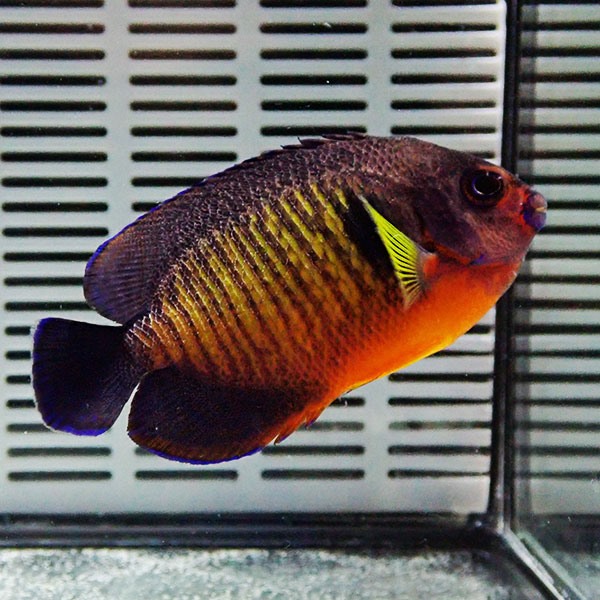 ルリヤッコ 7-9cm± ! 海水魚 ヤッコ 15時までのご注文で当日発送(t111