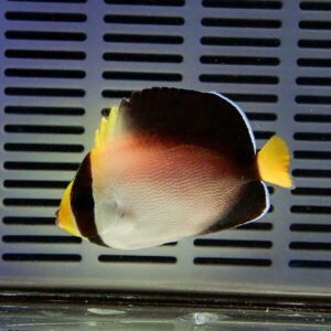 Tropical fish with white body, dark brown edges, and yellow tail fins against a slotted gray background in an aquarium.