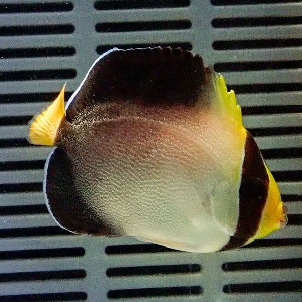 チリメンヤッコ 4-6cm± !海水魚 ヤッコ 15時までのご注文で当日発送(t111