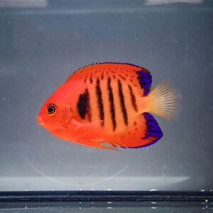 Bright red tropical fish with black vertical stripes and blue-tipped fins in an aquarium tank.