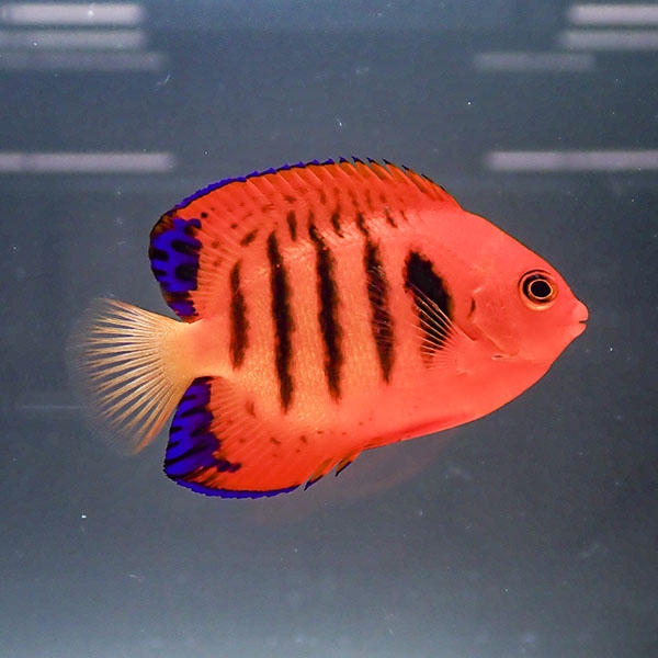 【マーシャル産】フレームエンゼル 5-7cm±!海水魚 生体 ヤッコ15時までのご注文で当日発送(t111