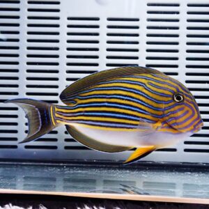 Side view of a colorful tropical fish with blue and yellow horizontal stripes swimming in a glass aquarium.