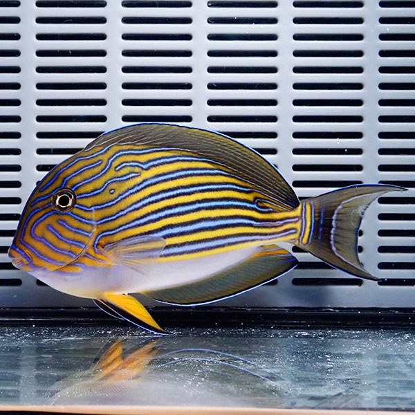 ニジハギ big 10-12cm±! ハギ 海水魚 15時までのご注文で当日発送(t119