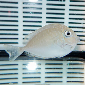 Beige fish with a rounded body and large eye swimming in an aquarium against a white slatted background.