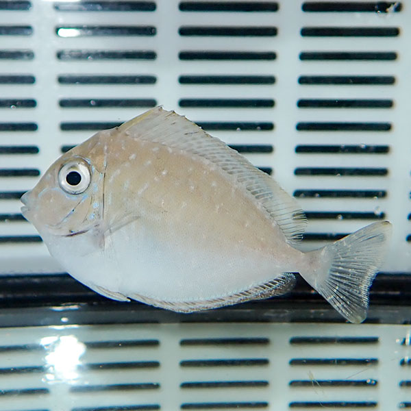 テングハギモドキ 6-8cm±!ハギ 海水魚 15時までのご注文で当日発送(t119