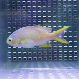 Pale yellow fish with a bright yellow tail swimming left in a tank with a grid-pattern back panel